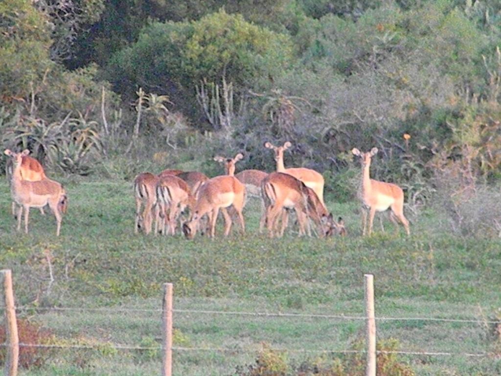 The Hexagon Wildlife Conservation Hotel Uitenhage Exterior photo